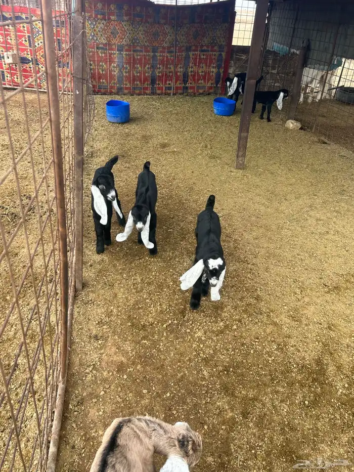 بيع معزا ولد 4