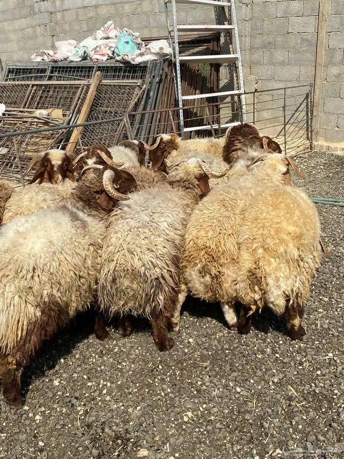 طليان نعيمي جبر ناهي 26