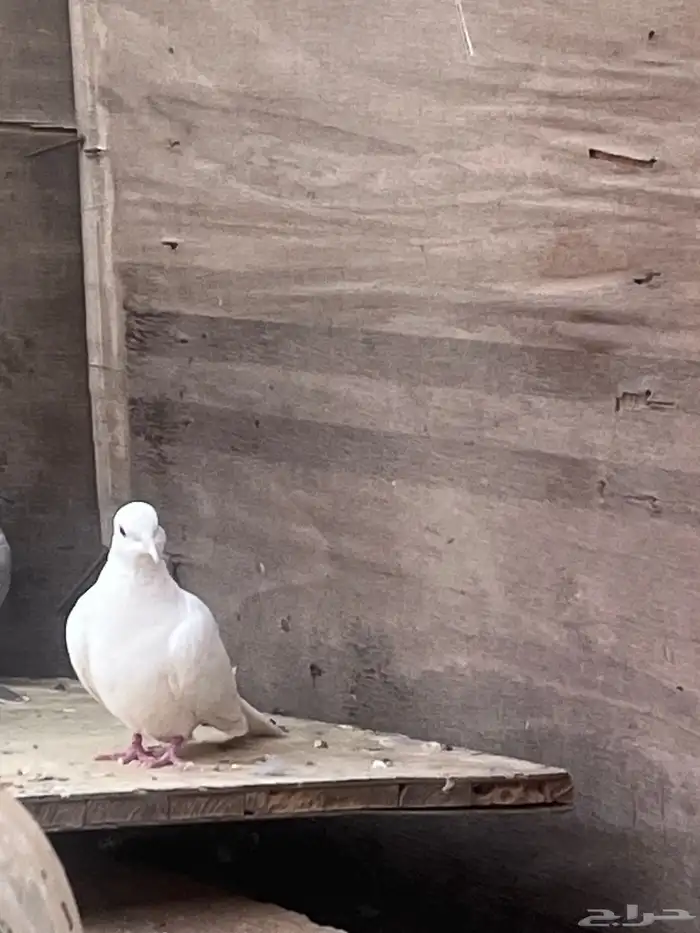 قمري هولندي البينيو 1