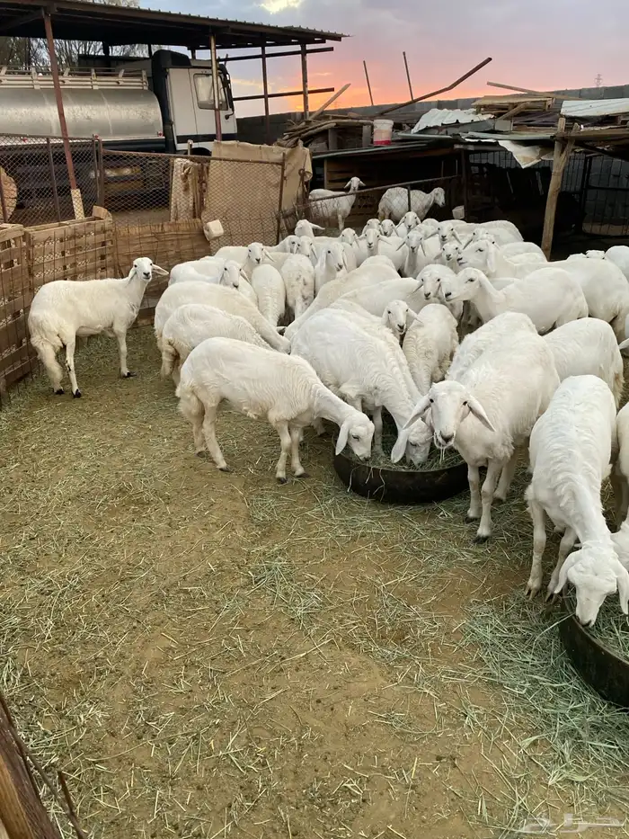 رخال للبيع بيشة 12