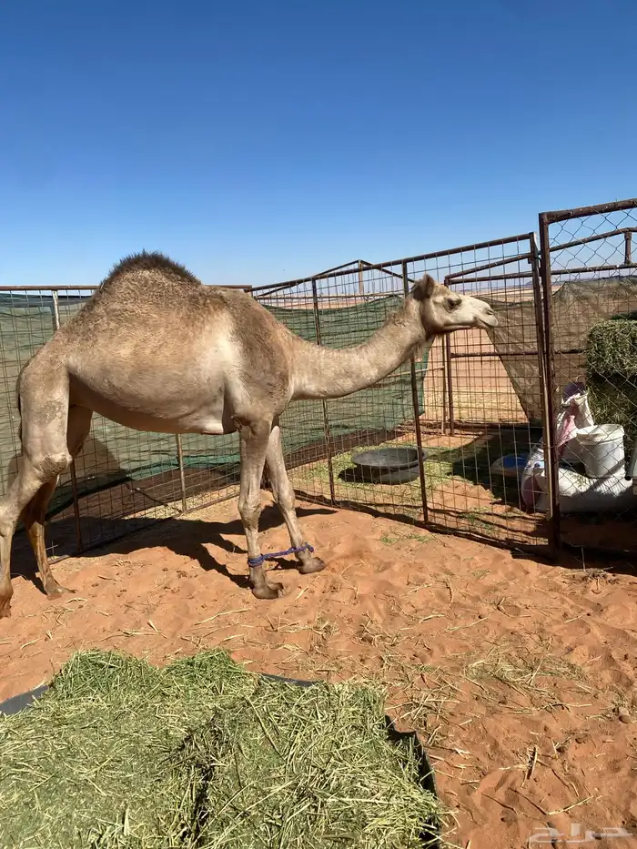 بكره ذلول لقحه 0