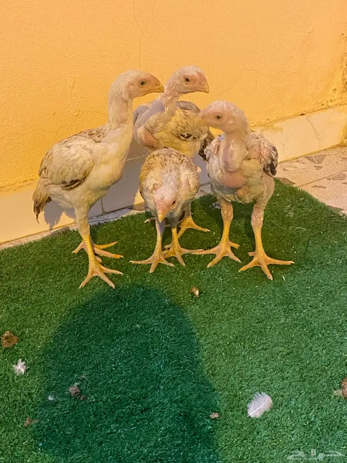 فروخ فارسي ماشاءالله من توب 12