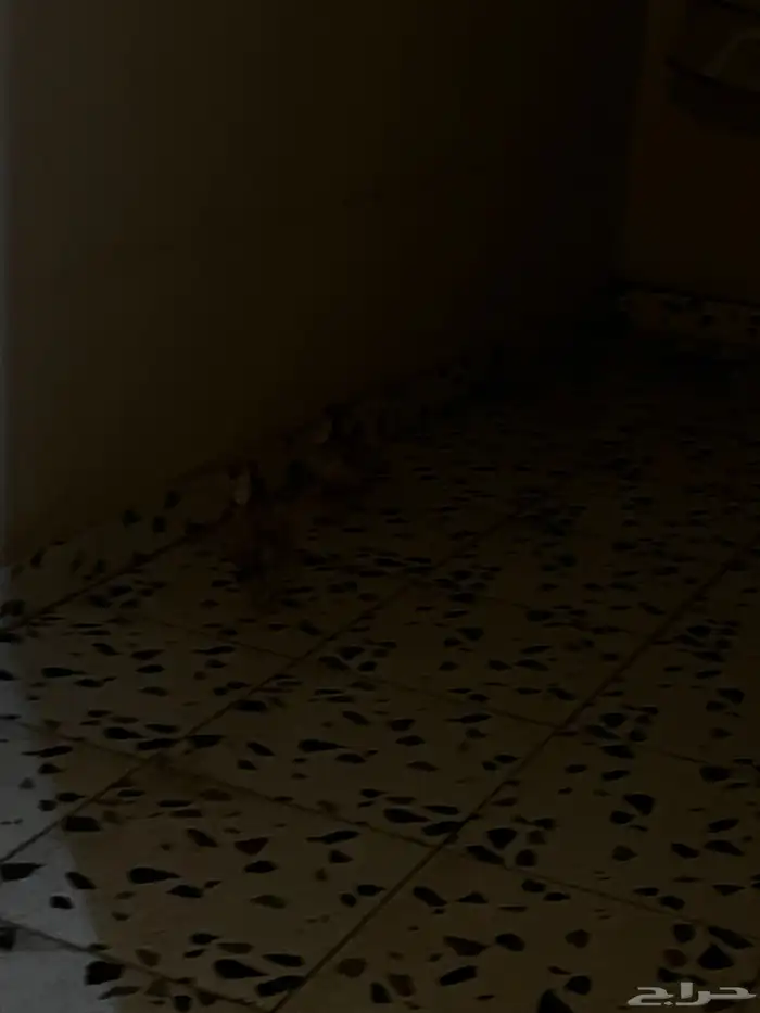 زوج بط للبيع 1