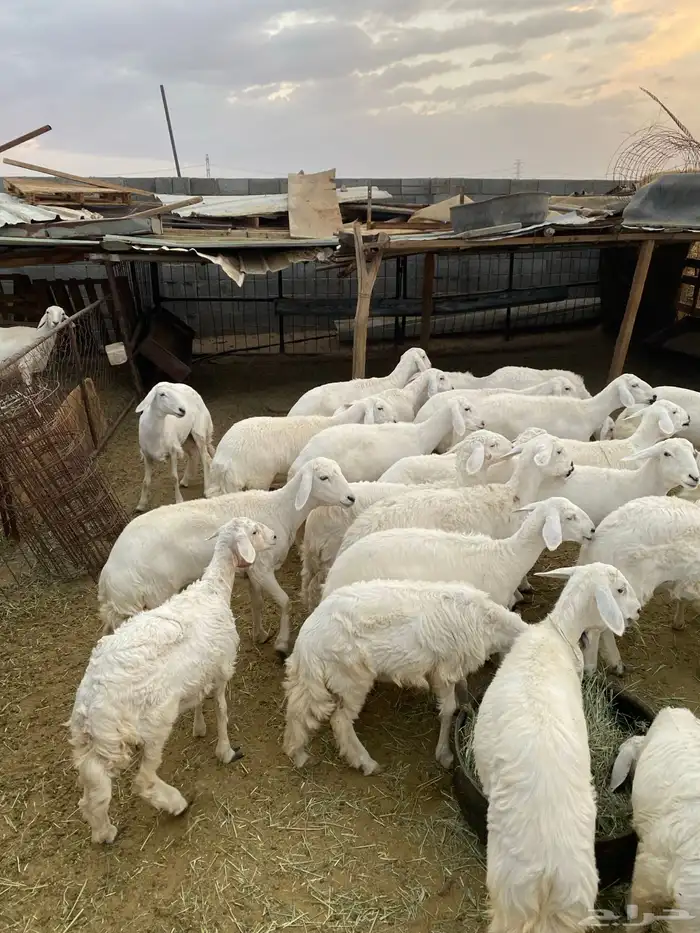 رخال للبيع بيشة 9