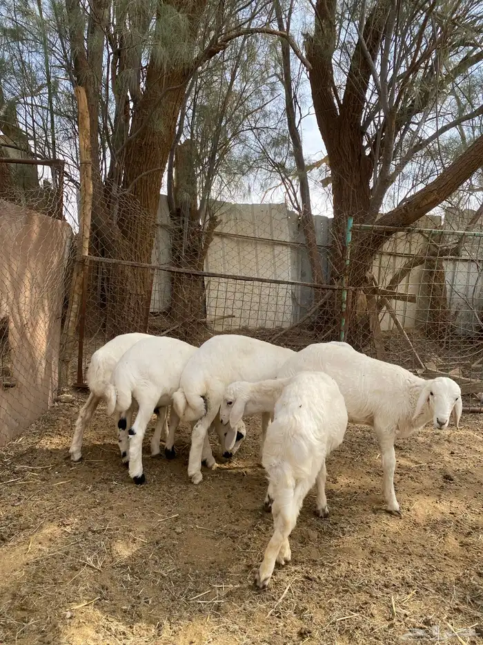 8 خرفان حري للبيع 0