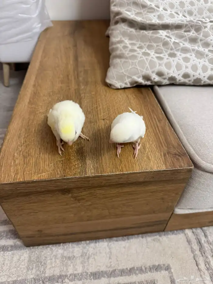 بيض روز البينو مخصب 1