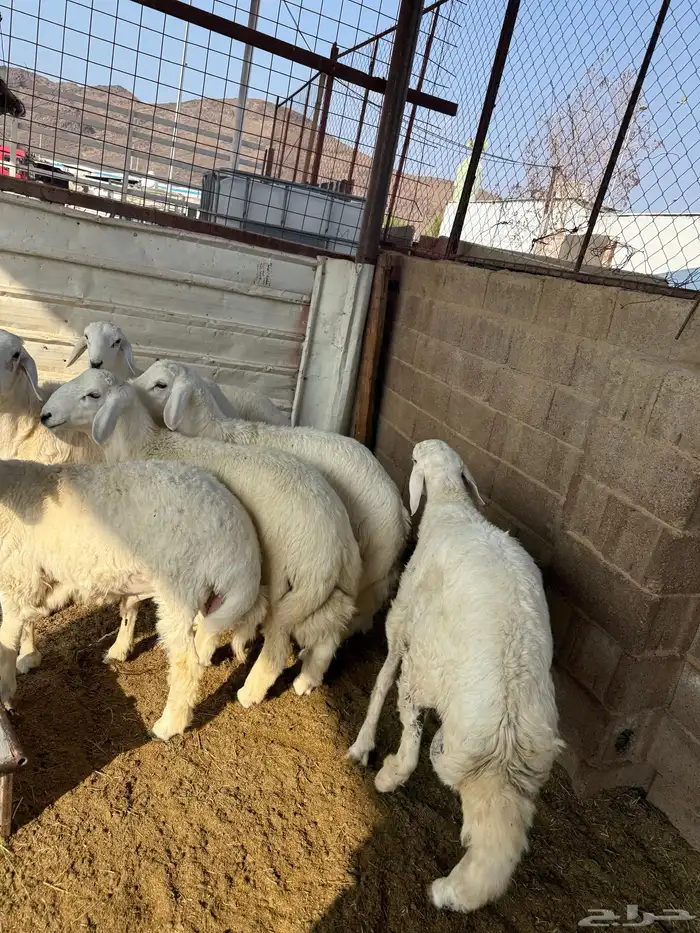 طليان وتيوس ذبايح نظيفه ع الشرط ( سلخ وتوصيل ) 4