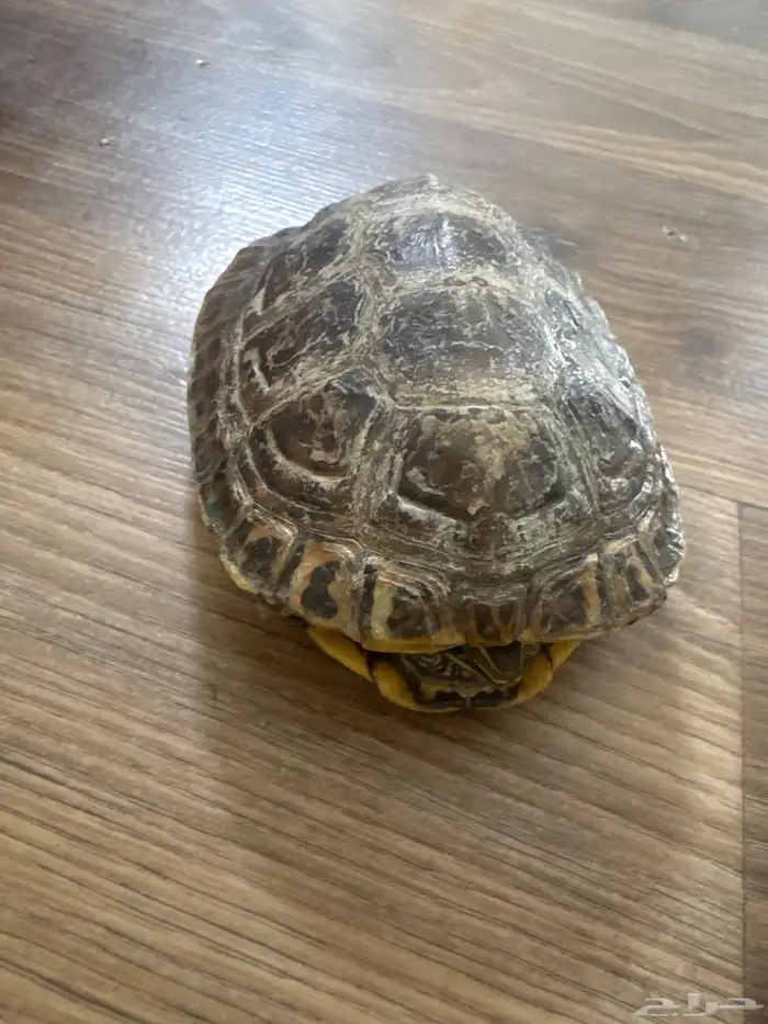 سلحفاه للبيع 2