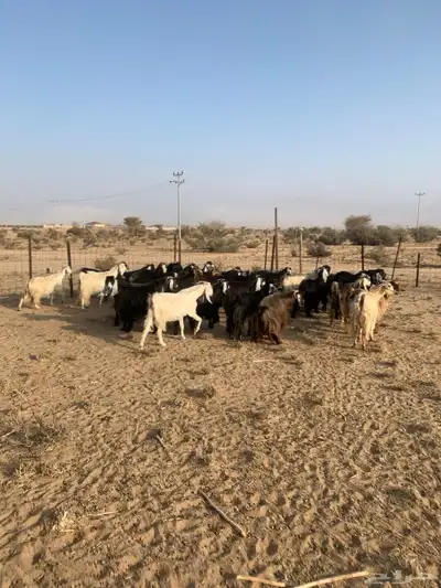 معزا مراح واحد عدد 32 index