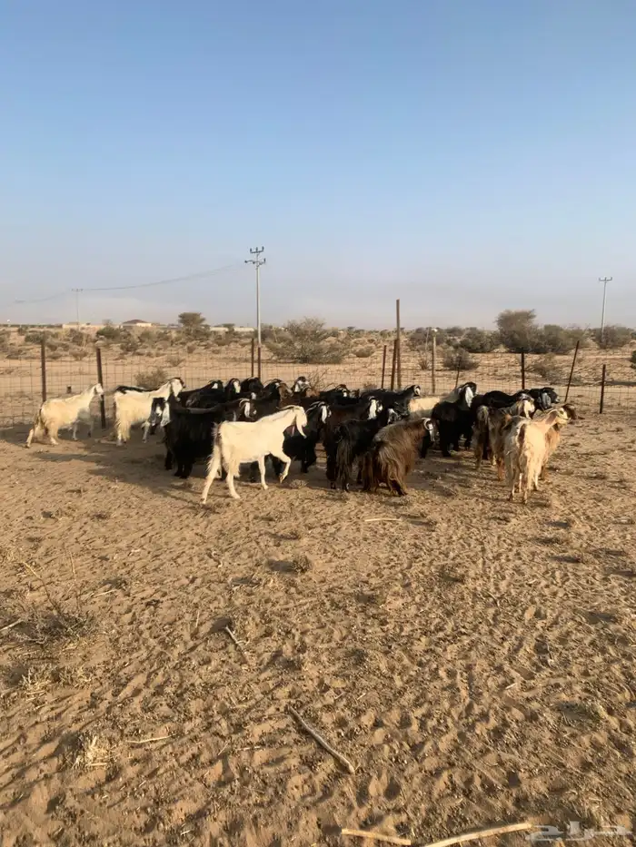 معزا مراح واحد عدد 32 7