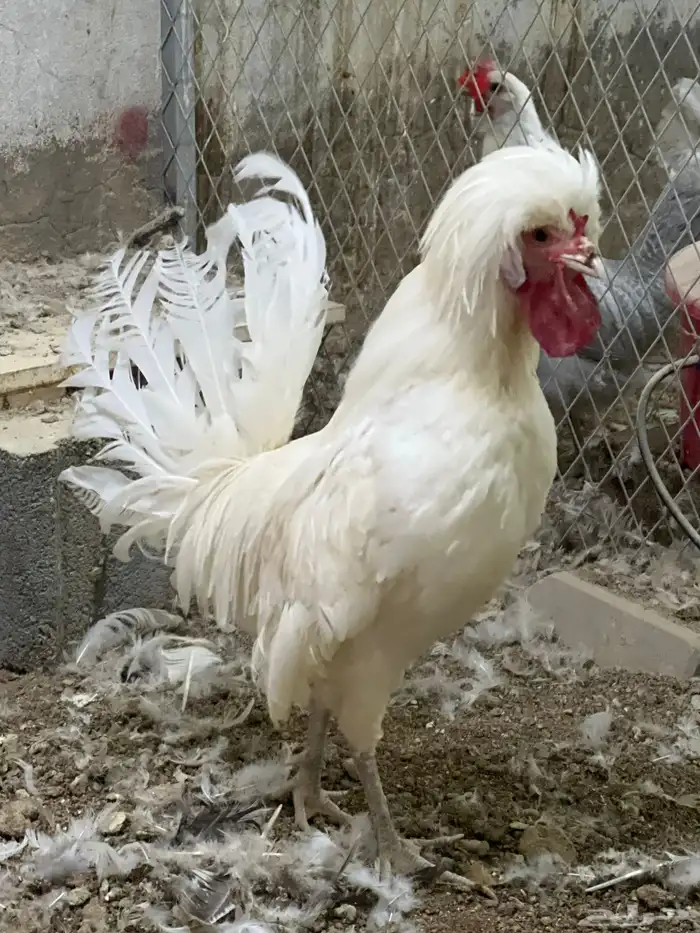 جوز دجاج بولش 0