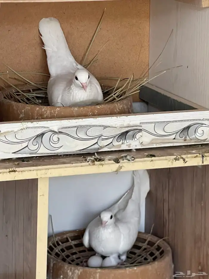 جوز صنعاني 6