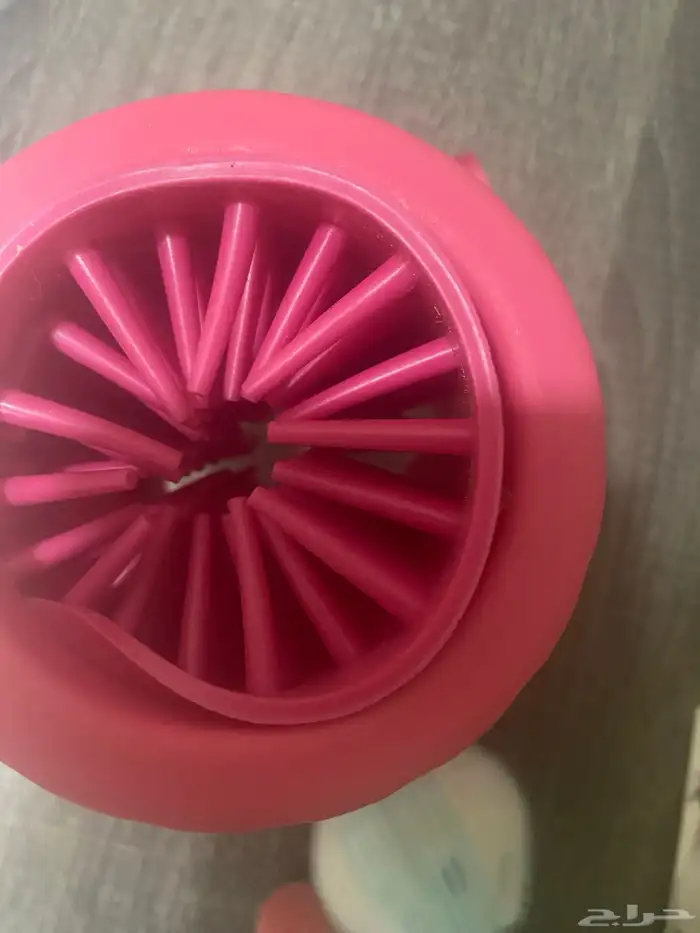 قطط ذكور للبيع 12