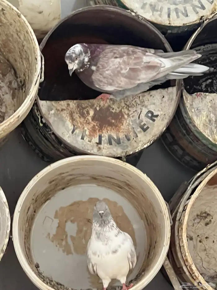 حمام للبيع فيه جمله وت فريدي الجملة 250 العدد 22 حمامه منتج 20