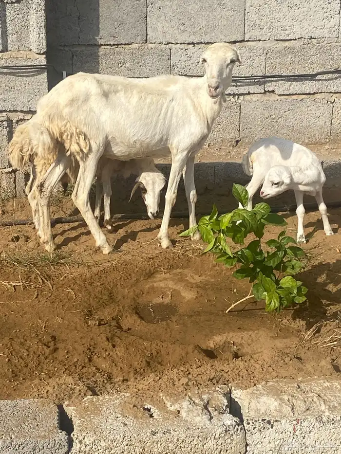 نعجه منتوج ثني معها رخل وفرير ماهو ولدها 6