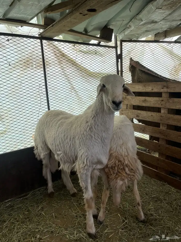 طلي فحل للبيع 2