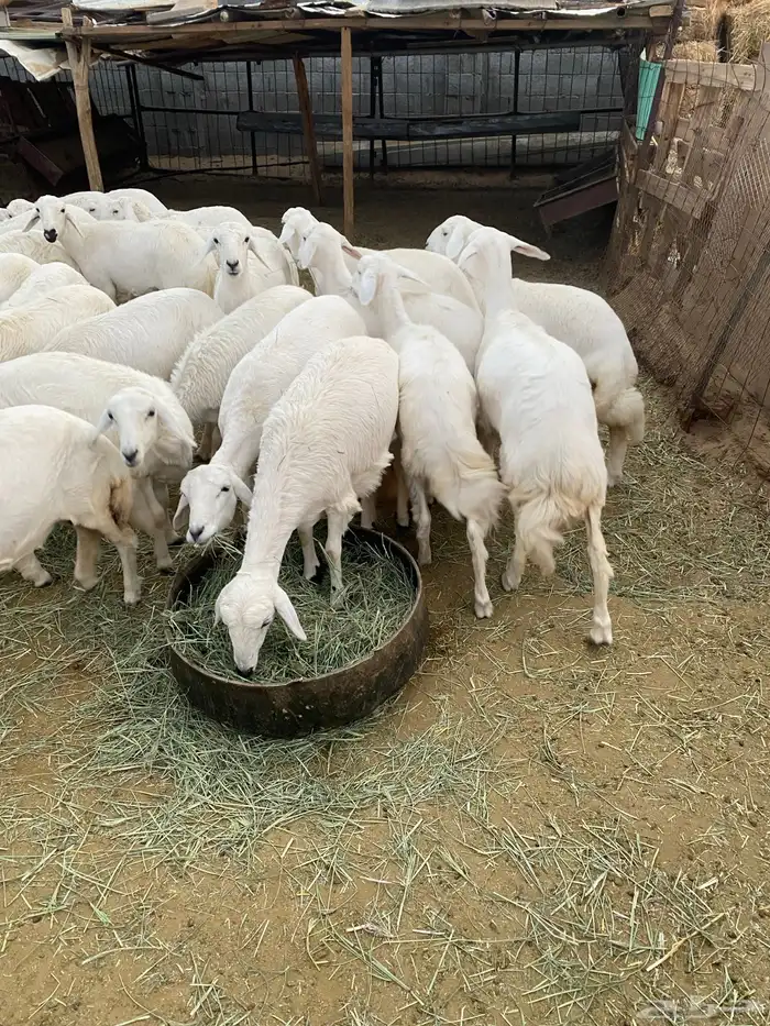 رخال للبيع بيشة 6