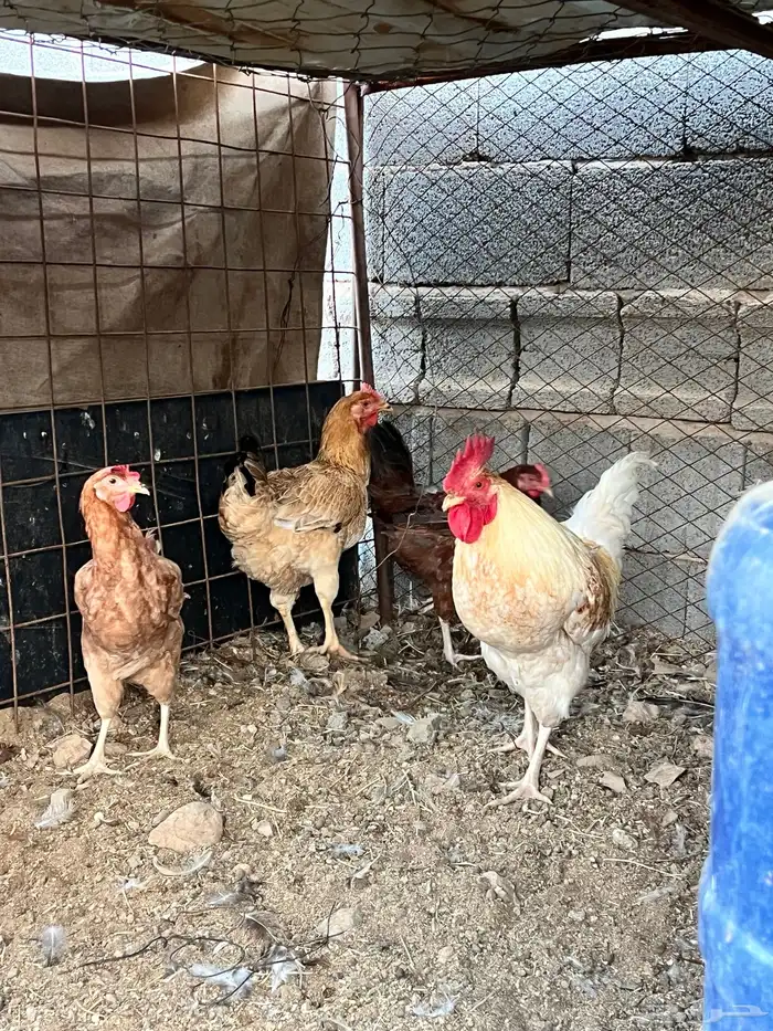 للبيع دجاج ديك تركي طيبه 3