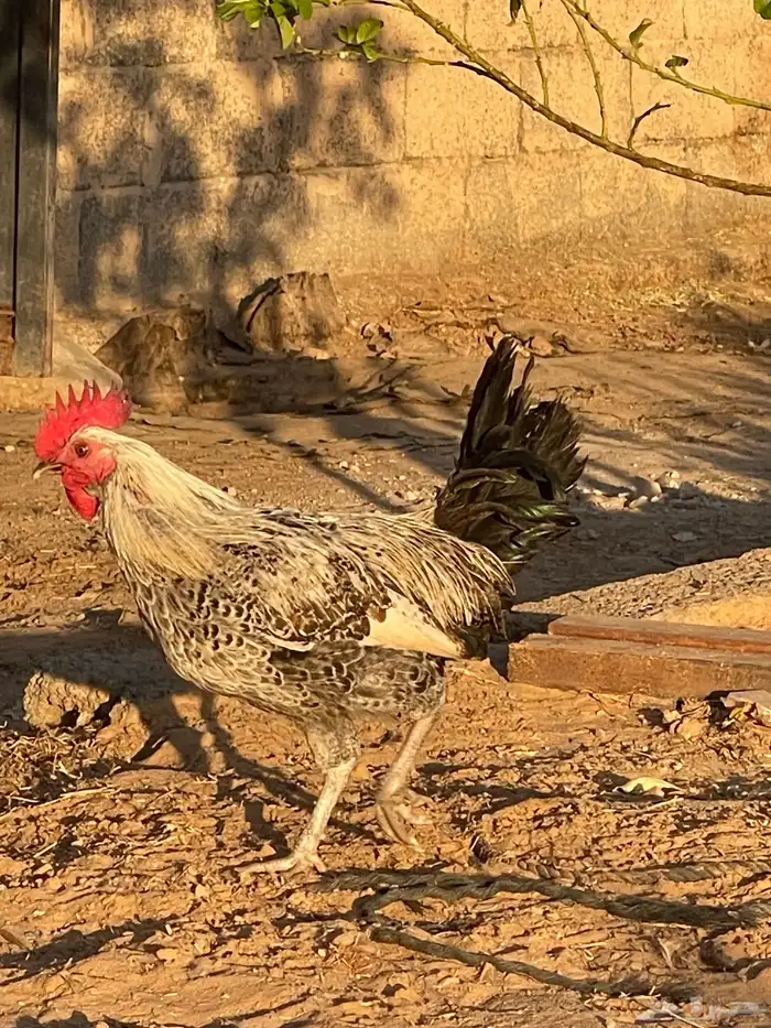 ديوك فيومي. و بلدي 2