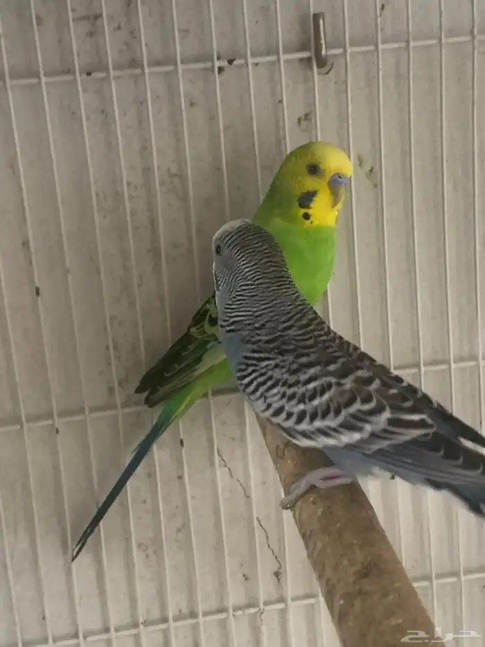 ذكور بادجي للبيع 1