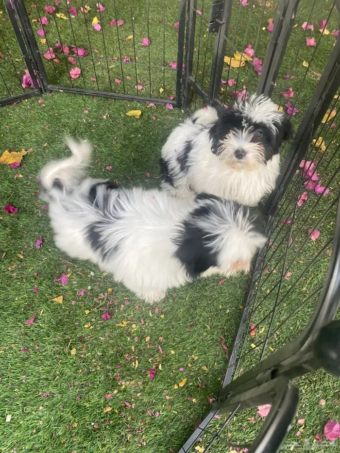 كلاب شيتزو 1