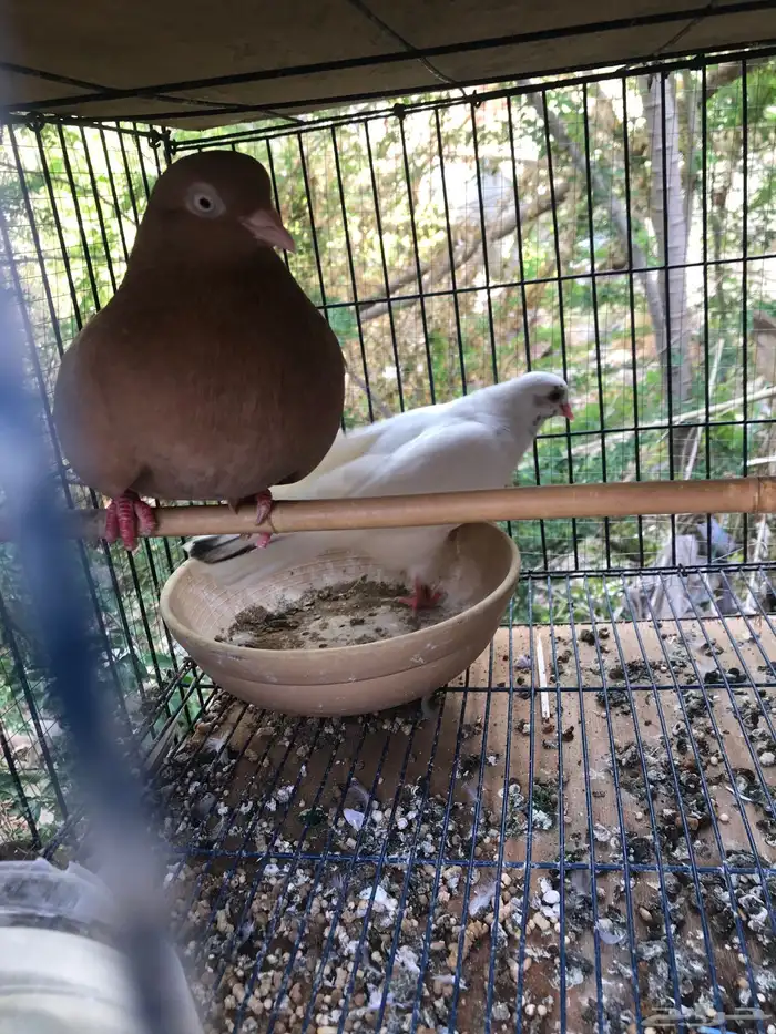 قلاب كوره الوان حلوه 15