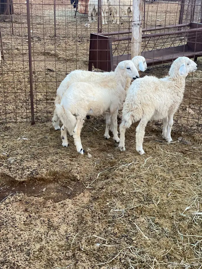 للبيع خروف ورخل حبص وخروف رفيدي 1