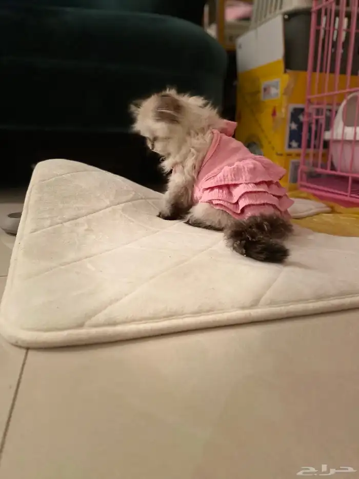 قطة هملايا للبيع 4