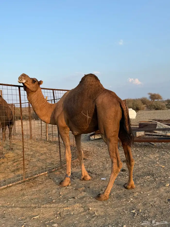بعير حمر مشروط ضراب وعشار 3