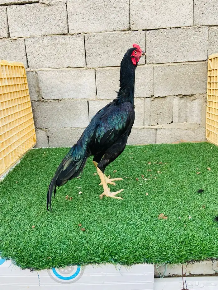 تم البيع اسال ان يبارك لمن شراء 2