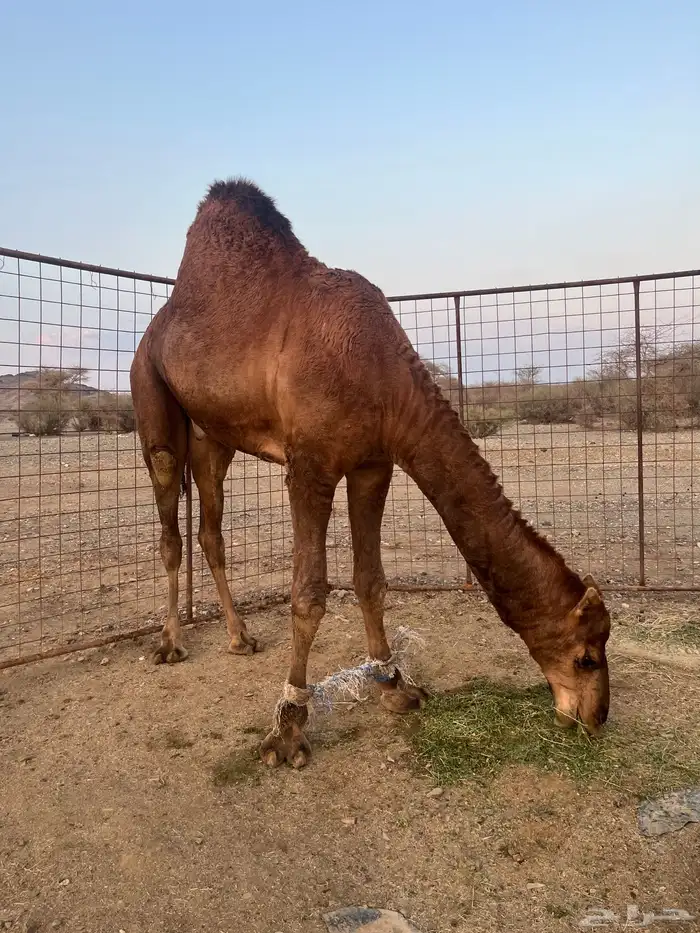 فحل احمر دم 17