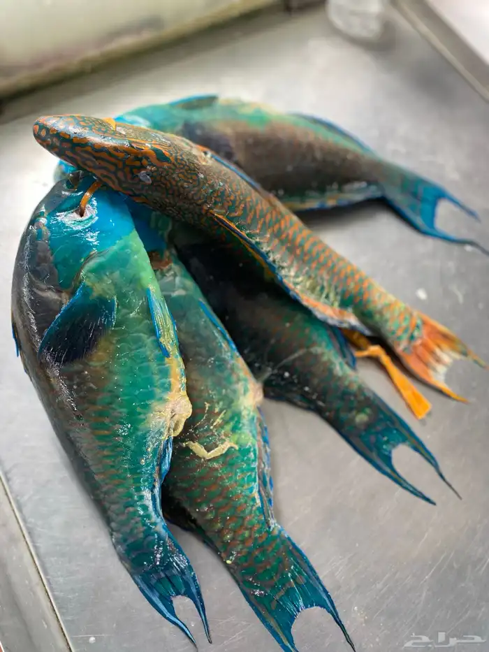 سمك حريد وهامور 1