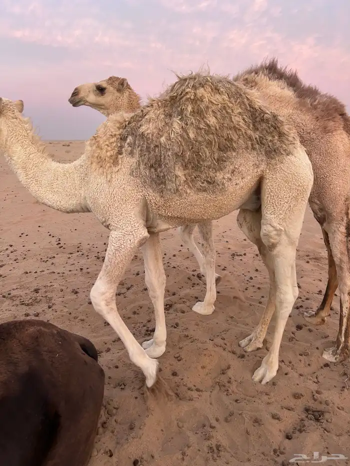 حاشي بري الخرمه 2