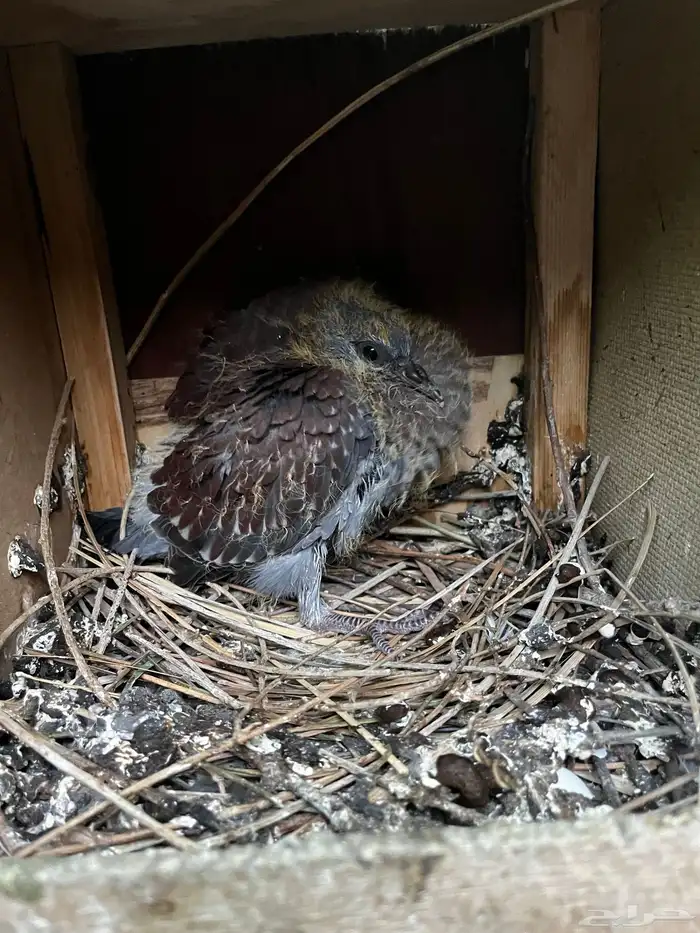 حمام ابو جفن منتج 9