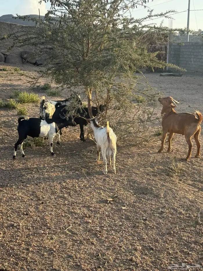 تيوس بلدي ساس وتربية فل شحم 9