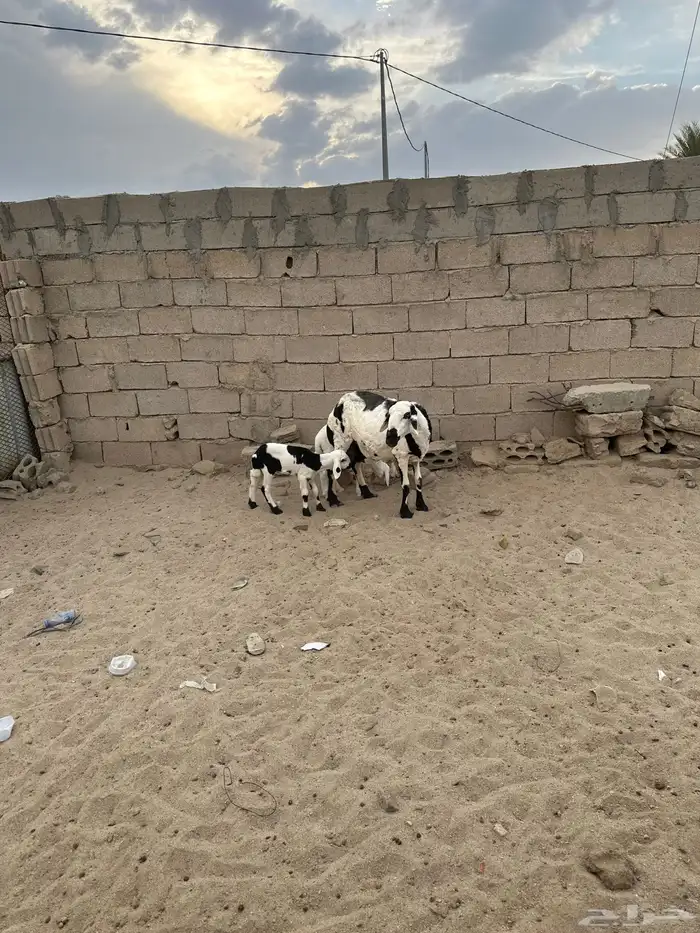 شاه والد عليها طلي ورخل 0