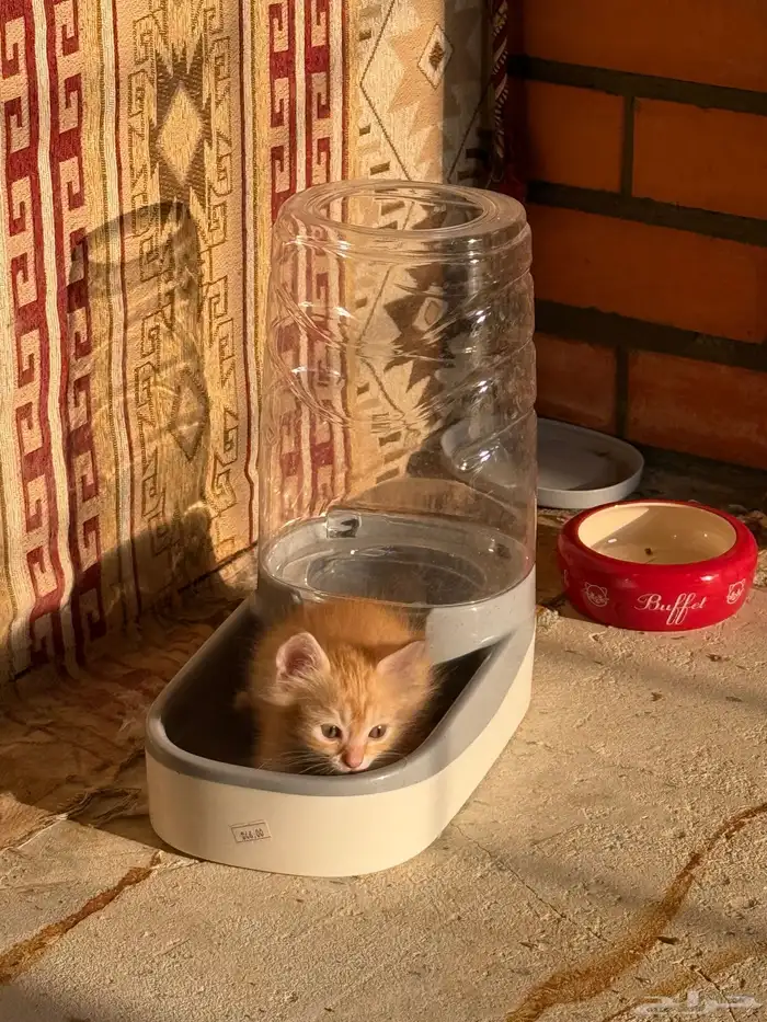 قطط مكس شيرازي كيتين العمر شهر للبيع 0