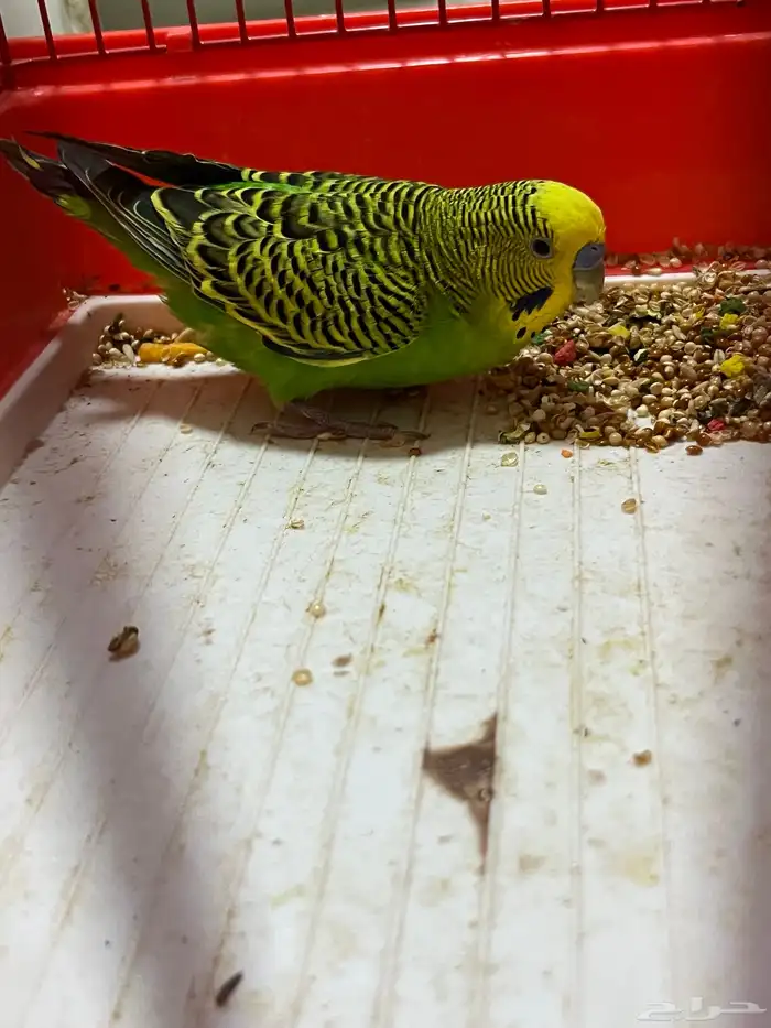 طير حب بادجي مع شبكه 0