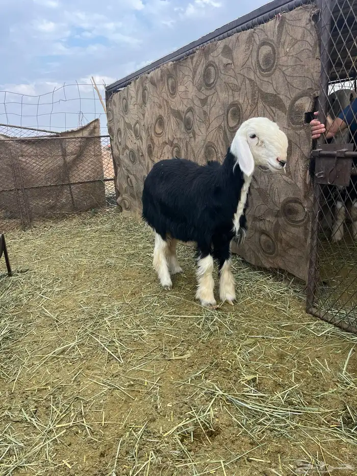 السلام عليكم ورحمة الله وبركاته 2