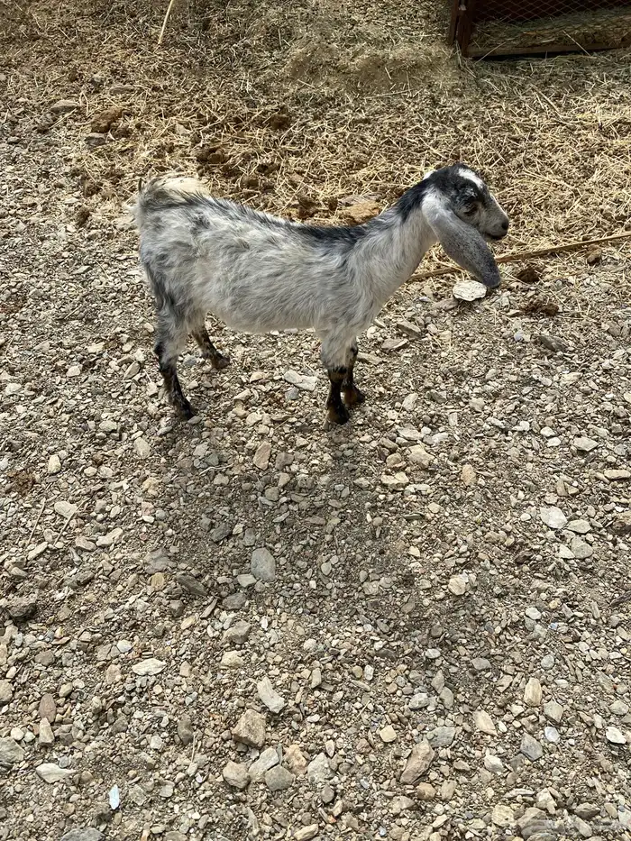 عناق لحقيه 2