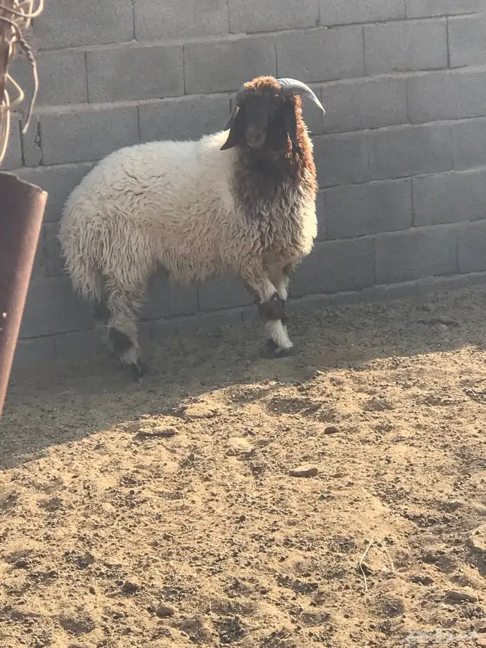 مشروع فحل نعيمي 0