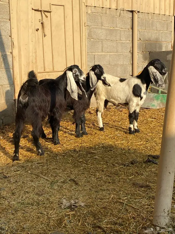 جفار العدد 4 2