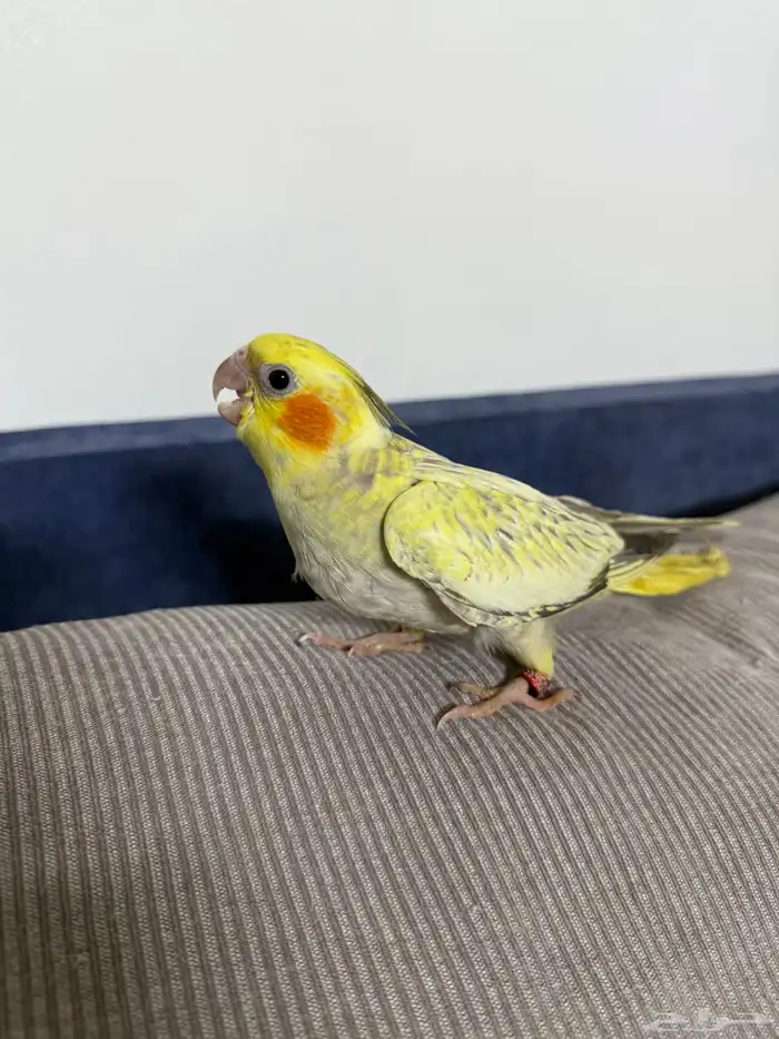 للبيع كروان فرخ عمره شهر ونص 0