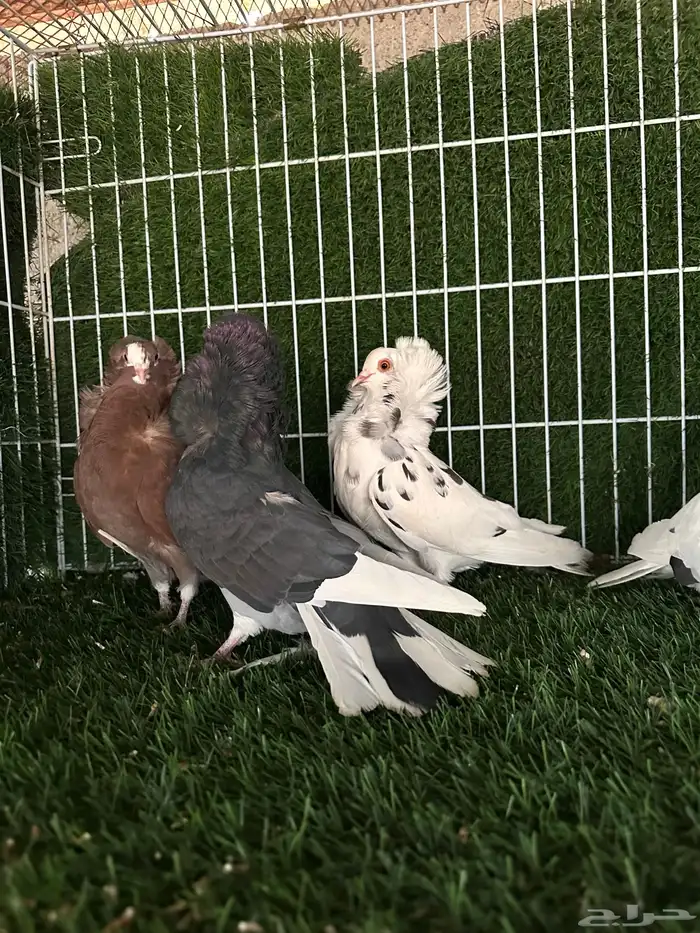 حمام بلجيكي 6