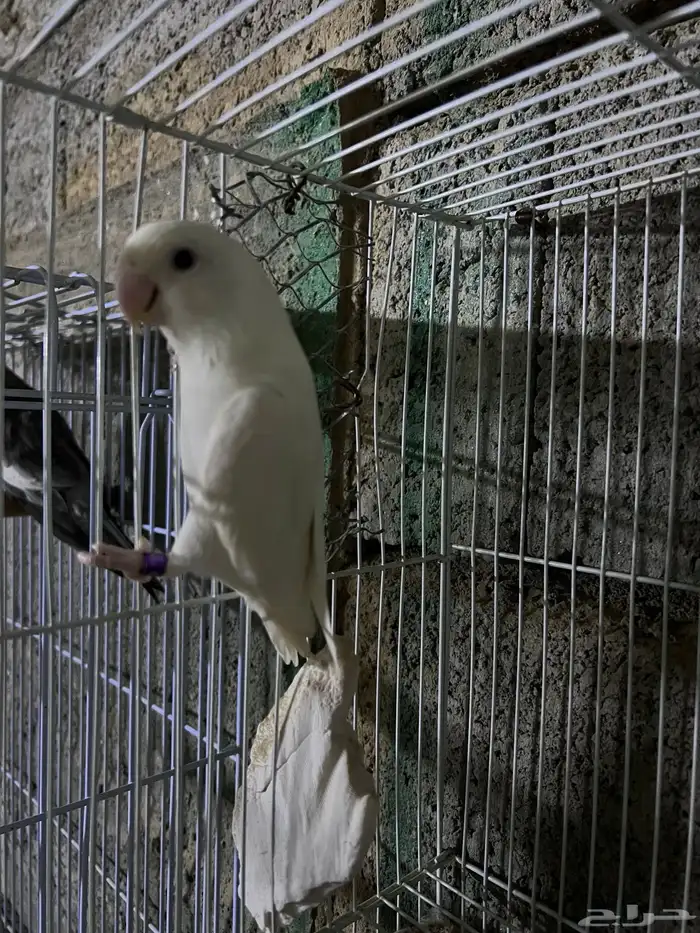 ذكر روز البينو 4