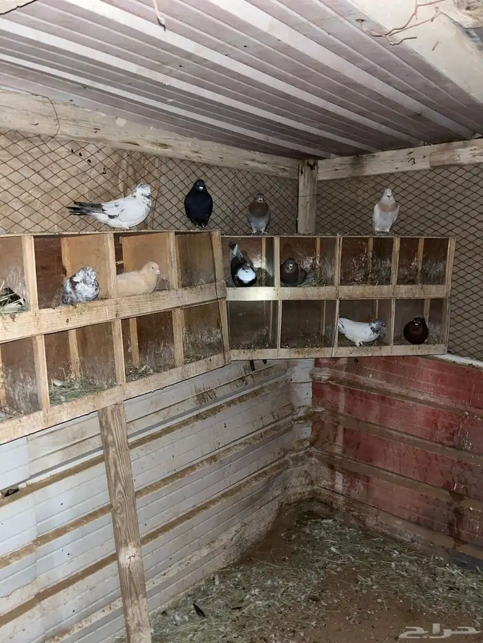 حمام سوري باكستاني و زواجل 1