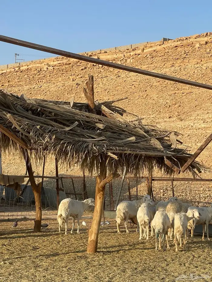 غنم حريات 20 راس دفيع شرط سونار 2