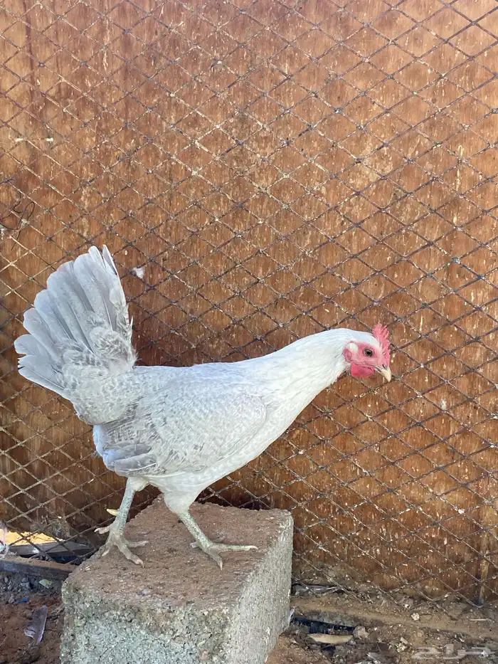 دجاج بلدي 2