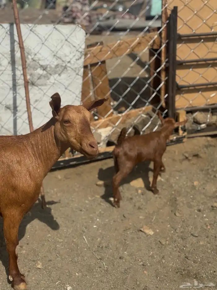 ماعز صلالي 3