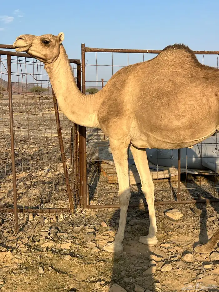 ناقتين ملاقيات من 6800 تم البيع 3